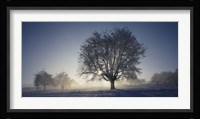 Cherry Tree in Snow, Aargau, Switzerland Fine Art Print