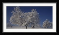 Two people horseback riding through cherry trees on a snow covered landscape, Aargau, Switzerland Fine Art Print