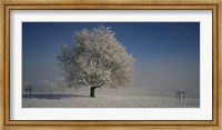 Cherry Tree in a Snowy Landscape, Aargau, Switzerland Fine Art Print