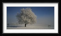 Cherry Tree in a Snowy Landscape, Aargau, Switzerland Fine Art Print