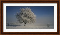 Cherry Tree in a Snowy Landscape, Aargau, Switzerland Fine Art Print