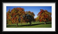 Pear trees in a field, Swiss Midlands, Switzerland Fine Art Print