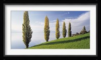 Switzerland, Lake Zug, Row of Populus Trees near a lake Fine Art Print