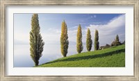 Switzerland, Lake Zug, Row of Populus Trees near a lake Fine Art Print