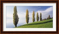 Switzerland, Lake Zug, Row of Populus Trees near a lake Fine Art Print