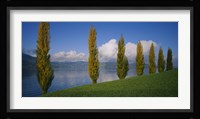 Row of poplar trees along a lake, Lake Zug, Switzerland Fine Art Print