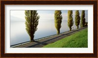 Trees along a lake, Lake Zug, Switzerland Fine Art Print