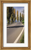 Switzerland, Lake Zug, View of Populus Trees lining a road Fine Art Print
