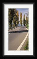 Switzerland, Lake Zug, View of Populus Trees lining a road Fine Art Print