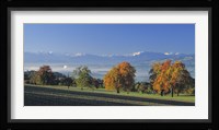 Switzerland, Reusstal, Panoramic view of Pear trees in the Swiss Midlands Fine Art Print