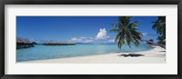 Palm Tree On The Beach, Moana Beach, Bora Bora, Tahiti, French Polynesia Fine Art Print