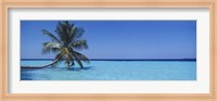 Palm tree in the sea, Maldives Fine Art Print