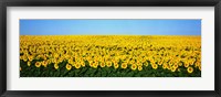 Sunflower Field, North Dakota, USA Fine Art Print
