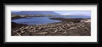 Marine iguanas (Amblyrhynchus cristatus) at a coast, Fernandina Island, Galapagos Islands, Ecuador Fine Art Print
