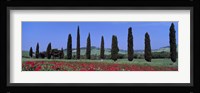 Field Of Poppies And Cypresses In A Row, Tuscany, Italy Fine Art Print