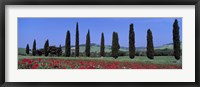 Field Of Poppies And Cypresses In A Row, Tuscany, Italy Fine Art Print