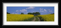 Path in a field, Germany Fine Art Print