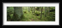 Close-up of moss on a tree trunk in the forest, Siggeboda, Smaland, Sweden Fine Art Print
