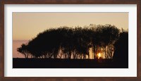 Silhouette of trees, California, USA Fine Art Print