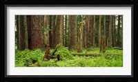 Forest floor Olympic National Park WA USA Fine Art Print