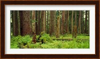 Forest floor Olympic National Park WA USA Fine Art Print