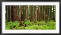 Forest floor Olympic National Park WA USA Fine Art Print