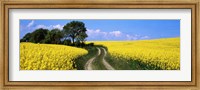 Canola, Farm, Yellow Flowers, Germany Fine Art Print