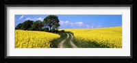 Canola, Farm, Yellow Flowers, Germany Fine Art Print