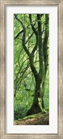 Moss Growing on a Beech Tree, Perthshire, Scotland Fine Art Print