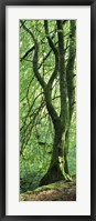 Moss Growing on a Beech Tree, Perthshire, Scotland Fine Art Print