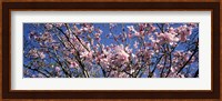 Magnolias, Golden Gate Park, San Francisco, California, USA Fine Art Print