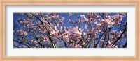 Magnolias, Golden Gate Park, San Francisco, California, USA Fine Art Print