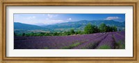 Lavender Fields, La Drome Provence, France Fine Art Print
