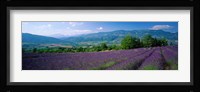 Lavender Fields, La Drome Provence, France Fine Art Print
