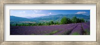 Lavender Fields, La Drome Provence, France Fine Art Print