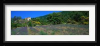 Lavender Field La Drome Provence France Fine Art Print