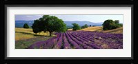 Flowers In Field, Lavender Field, La Drome Provence, France Fine Art Print