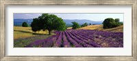 Flowers In Field, Lavender Field, La Drome Provence, France Fine Art Print
