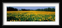 Sunflowers St Remy de Provence Provence France Fine Art Print
