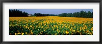 Sunflowers St Remy de Provence Provence France Fine Art Print