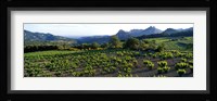 Vineyard Dentelles de Montmirail Vaucluse Provence France Fine Art Print