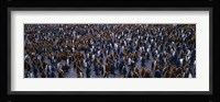 King Penguin Colony Salisbury Plain South Georgia Sub-Antartic Fine Art Print