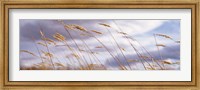 Wheat Stalks Blowing, Crops, Field, Open Space Fine Art Print