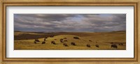 High angle view of buffaloes grazing on a landscape, North Dakota, USA Fine Art Print
