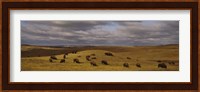 High angle view of buffaloes grazing on a landscape, North Dakota, USA Fine Art Print