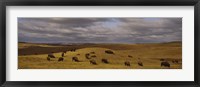 High angle view of buffaloes grazing on a landscape, North Dakota, USA Fine Art Print