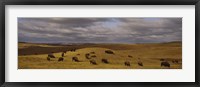 High angle view of buffaloes grazing on a landscape, North Dakota, USA Framed Print
