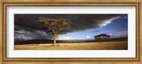 Tree w\storm clouds Tanzania Fine Art Print