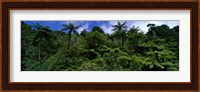 Rain forest Paparoa National Park S Island New Zealand Fine Art Print