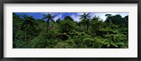 Rain forest Paparoa National Park S Island New Zealand Fine Art Print